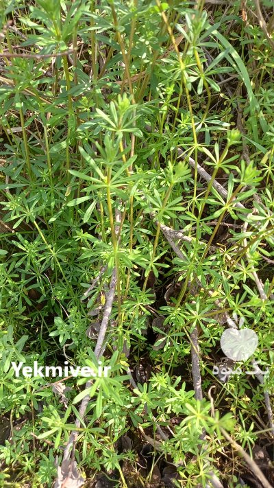 پیازچه لاله کوهی شاهتره گیاه چسبک در گنبد کاووس در گروه خرید فروش عمده گیاهان دارویی - معطر خشک خواص دار در یکمیوه -عکس3