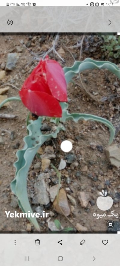 پیازچه لاله کوهی شاهتره گیاه چسبک در گنبد کاووس در گروه خرید فروش عمده گیاهان دارویی - معطر خشک خواص دار در یکمیوه -عکس4