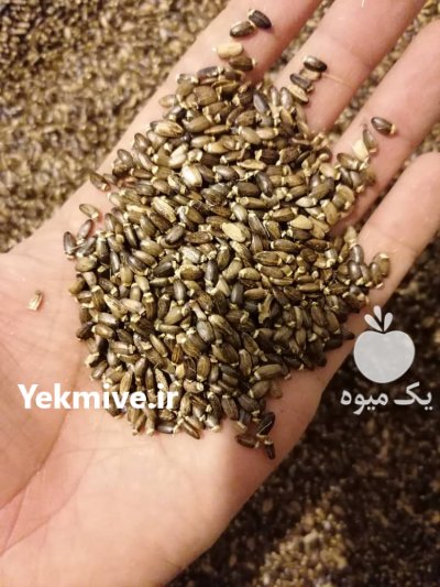 بذر خارمریم در گنبد کاووس در گروه خرید فروش بذر - انواع محصول کشاورزی گوجه کتان میوه درخت در یکمیوه -عکس1