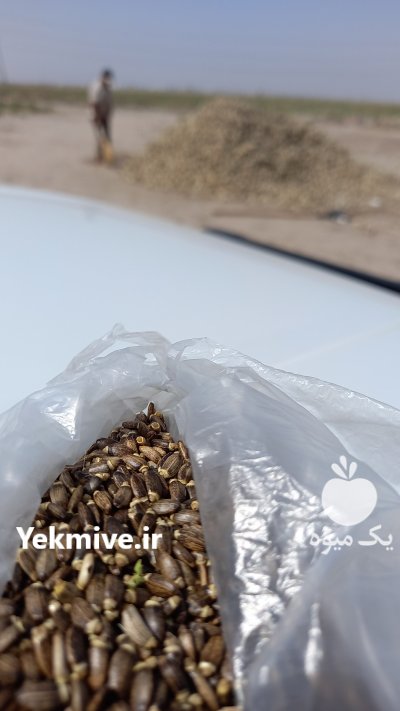 بذر خارمریم در گنبد کاووس