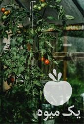 نهال آلو خرمایی قیمت مناسب در گروه خرید و فروش نهال در یکمیوه -عکس1