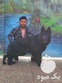 ژرمن بلک فروش سگ ژرمنبلک شولاین در گروه سگ و گربه در یکمیوه -عکس1