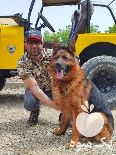 فروش سگ ژرمن شپهرد فروش توله سگ جرمنشپهرد در گروه سگ و گربه در یکمیوه -عکس1