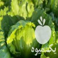 قیمت خرید کاهو سالادی و رومانو و  صادراتی در آستارا در گروه خرید و فروش کاهو در یکمیوه