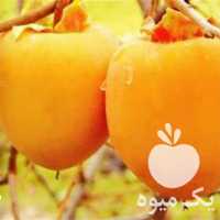 قیمت خرید انواع نهال خرمالو با بهترین کیفیت در مازندران در گروه خرید و فروش نهال خرمالو در یکمیوه