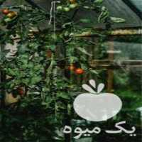 نهال آلو خرمایی قیمت مناسب در گروه خرید و فروش نهال در یکمیوه