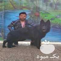 ژرمن بلک فروش سگ ژرمنبلک شولاین در گروه سگ و گربه در یکمیوه