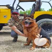 فروش سگ ژرمن شپهرد فروش توله سگ جرمنشپهرد در گروه سگ و گربه در یکمیوه