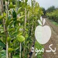 فروش نهال مرکبات در گروه خرید و فروش نهال مرکبات در یکمیوه