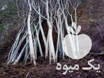 فروش انواع نهال بادام و گردو با قیمتی استثنایی در گروه خرید و فروش نهال بادام در یکمیوه -عکس1