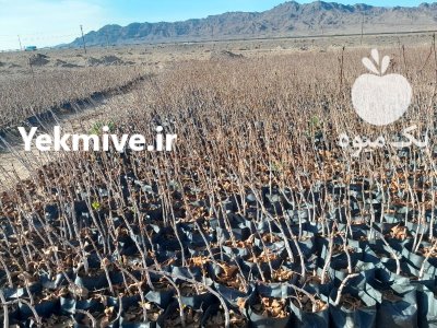 نهالستان پسته مرادی در باخرز در گروه خرید فروش نهال - انواع گردو پسته بادام سلطانی انگور در یکمیوه -عکس1