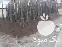 قیمت خرید نهال گردوی چندلر و فرنور در ارومیه در گروه خرید و فروش نهال گردو در یکمیوه -عکس1