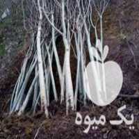 فروش انواع نهال بادام و گردو با قیمتی استثنایی در گروه خرید و فروش نهال بادام در یکمیوه