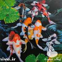 فروش ویژه انواع ماهی کوی صادراتی در ایران در مشهد در گروه خرید و فروش ماهی کوی در یکمیوه