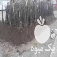 قیمت خرید نهال گردوی چندلر و فرنور در ارومیه در گروه خرید و فروش نهال گردو در یکمیوه