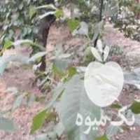 فروش نهال گردو اصلاح شده در تویسرکان در گروه خرید و فروش نهال در یکمیوه