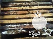 خریدار زنبور عسل در گروه خرید و فروش زنبورعسل در یکمیوه -عکس1