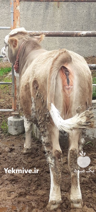 گاو گوساله سمینتال در ترکمن در گروه گاو و گوسفند و میش و بز کهره گوساله سمینتال در یکمیوه -عکس1