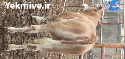 گاو گوساله سمینتال در ترکمن در گروه گاو و گوسفند و میش و بز کهره گوساله سمینتال در یکمیوه -عکس2