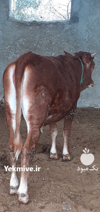 گاو گوساله سمینتال در ترکمن در گروه گاو و گوسفند و میش و بز کهره گوساله سمینتال در یکمیوه -عکس3