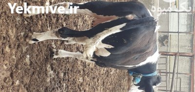 گاو گوساله سمینتال در ترکمن در گروه گاو و گوسفند و میش و بز کهره گوساله سمینتال در یکمیوه -عکس4