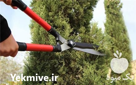 فروش قیچی هرس دسته بلند و کوتاه در گروه خرید و فروش لوازم باغبانی در یکمیوه -عکس1