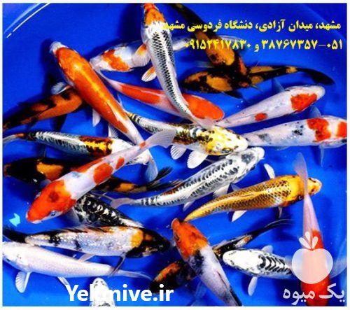 فروش شرکت تکثیر و پرورش ماهی کوی کشور در مشهد در گروه خرید و فروش ماهی کوی در یکمیوه -عکس1