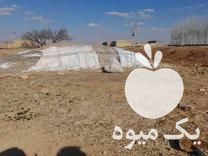 قیمت خرید ذرت علوفه عالی در گروه خرید و فروش ذرت در یکمیوه -عکس1