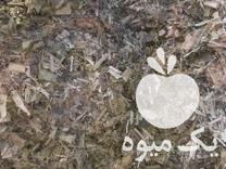 قیمت خرید ذرت علوفه ای سیلو شده دان دار با کیفیت در قزوین در گروه خرید و فروش ذرت در یکمیوه -عکس1