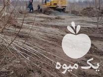 قیمت خرید نهال صنوبر در میاندوآب در گروه خرید و فروش نهال صنوبر در یکمیوه -عکس1