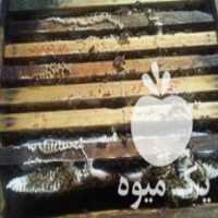 خریدار زنبور عسل در گروه خرید و فروش زنبورعسل در یکمیوه