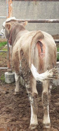 گاو گوساله سمینتال در ترکمن در گروه گاو و گوسفند و میش و بز کهره گوساله سمینتال در یکمیوه