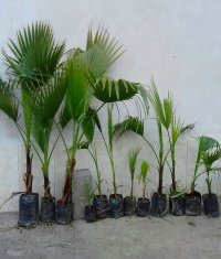 آگهی مشابه پالم شمشاد پشن فروت و گواوا در گروه خرید فروش نشا - انواع گوجه برنج کاهو پیاز کاری فرنگی در یکمیوه