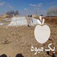 قیمت خرید ذرت علوفه عالی در گروه خرید و فروش ذرت در یکمیوه