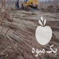 قیمت خرید نهال صنوبر در میاندوآب در گروه خرید و فروش نهال صنوبر در یکمیوه