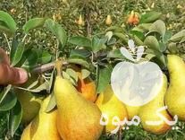 فروش انواع نهال میوه و مرکبات در کرمان  در گروه خرید و فروش نهال میوه در یکمیوه -عکس1