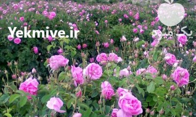 فروش گل محمدی تازه درجه یک در گروه خرید فروش عمده گیاهان دارویی - معطر خشک خواص دار در یکمیوه -عکس1