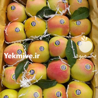 خریداران باغ یا سیب تماس بگیرند در گروه خرید فروش عمده سیب - زرد و قرمز گلاب پاییزه در یکمیوه -عکس1