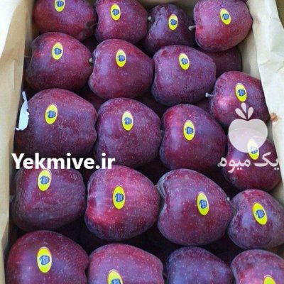 خریداران باغ یا سیب تماس بگیرند در گروه خرید فروش عمده سیب - زرد و قرمز گلاب پاییزه در یکمیوه -عکس2