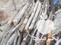 خریدچوب هرس درخت در گروه خرید و فروش انواع چوب در یکمیوه -عکس1