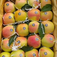 خریداران باغ یا سیب تماس بگیرند در گروه خرید فروش عمده سیب - زرد و قرمز گلاب پاییزه در یکمیوه