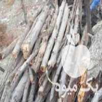 خریدچوب هرس درخت در گروه خرید و فروش انواع چوب در یکمیوه