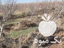 فروش نهالستان نهال بزرگ گلابی در گروه خرید و فروش نهالستان در یکمیوه -عکس1