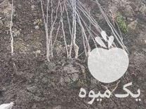 فروش نهال انجیر گلابی در کرج در گروه خرید و فروش نهال در یکمیوه -عکس1