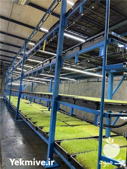 قیمت خرید کشت علوفه هیدرروپونی ک در گروه خوراک دام و طیور در یکمیوه -عکس1