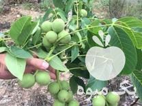 قیمت خرید ویژه نهال در میاندوآب در گروه خرید و فروش نهال در یکمیوه -عکس1