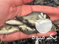 فروش عمده بچه ماهی و غذای ماهی ارسال تمام ایران در رشت در گروه خرید و فروش بچه ماهی در یکمیوه -عکس1