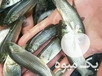 قیمت خرید عمده بچه ماهی ارسال تمام ایران در اصفهان در گروه خرید و فروش بچه ماهی در یکمیوه -عکس1