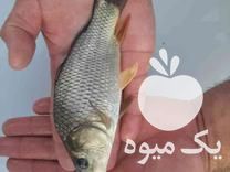 فروش عمده بچه ماهی ارسال به تمام ایران در گروه خرید و فروش بچه ماهی در یکمیوه -عکس1