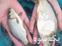 مرکز فروش بچه ماهی ارسال به تمام ایران در گروه خرید و فروش بچه ماهی در یکمیوه -عکس1